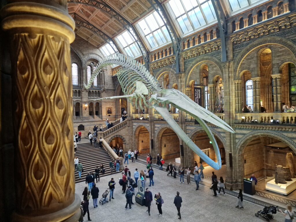 Hope at the NHM, London, 2025, Rob Declerck